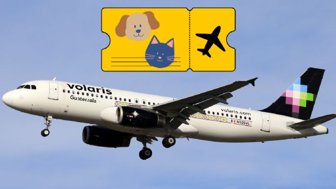 Descubre los mejores consejos para viajar con mascotas de EE.UU. a  América Latina