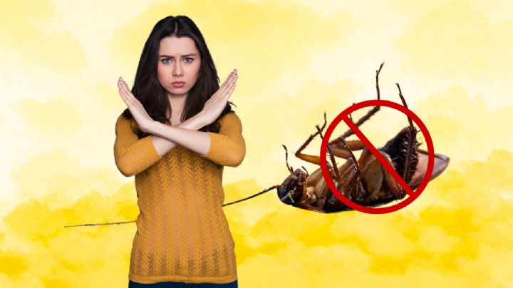 Adiós a las cucarachas: cómo evitar que aparezcan en tu hogar con productos naturales