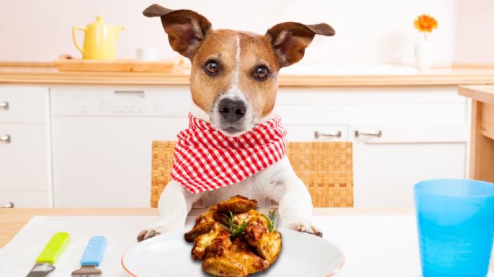 Se confirma: la alimentación natural para mascotas crece un 40% y está aquí para quedarse