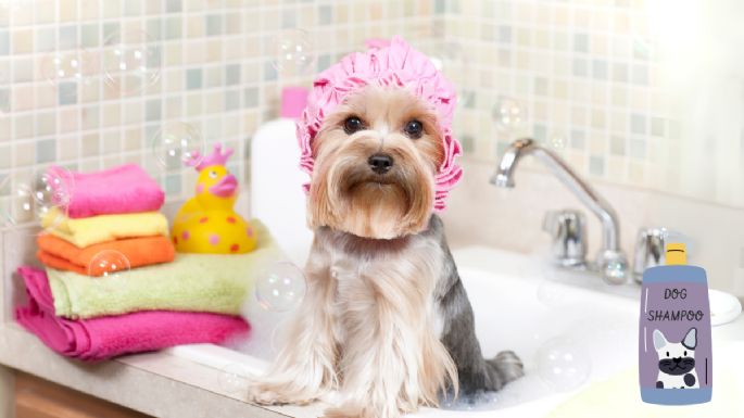 Descubre la verdad sobre cuántas veces debes bañar a tu perro: ¡Rompe mitos y mejora su salud!