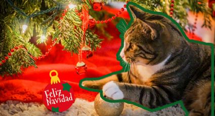 Dile adiós a los accidentes: Las mejores ideas para decorar en Navidad con mascotas