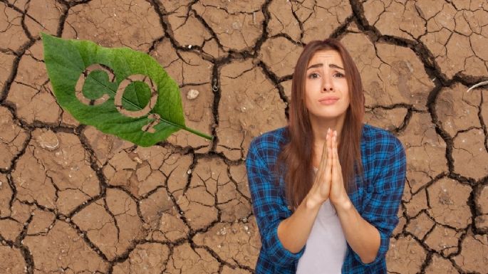 Adiós al cambio climático: la poderosa planta que puede cambiar el futuro de los océanos