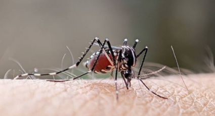 Llegó el fin para el dengue: descubre las mejores técnicas para evitar picaduras de mosquitos