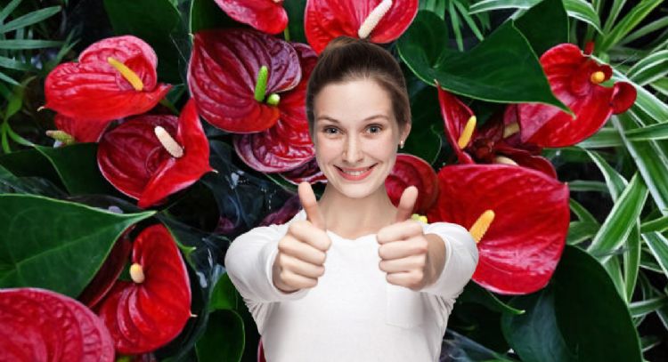 El abono casero que necesitas para revivir tu Anturio enfermo en 15 días