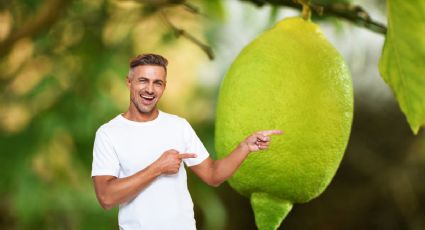 Cada cuánto tiempo debes regar tu limonero para que estalle de frutas