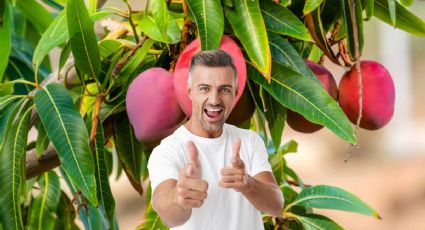 Trucazo de jardinería para tener un árbol de mango en tu terraza