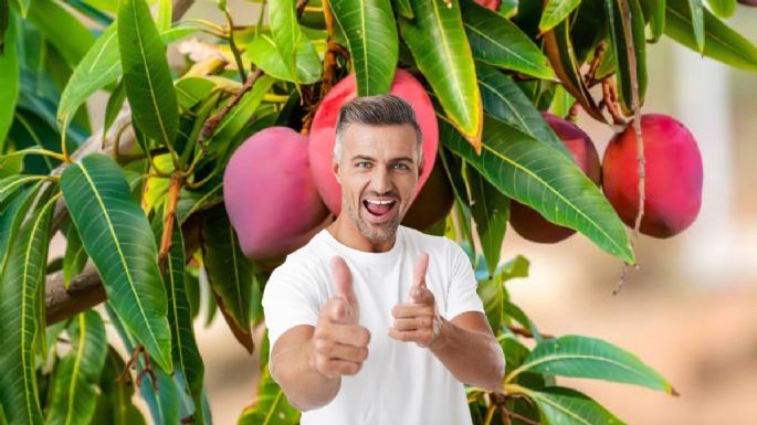 Trucazo de jardinería para tener un árbol de mango en tu terraza