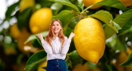 Los desechos de cocina que debes usar en tu limonero para que estalle de frutas en noviembre