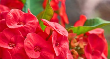 El secreto de jardinería para que tu Corona de Cristo estalle de flores en noviembre