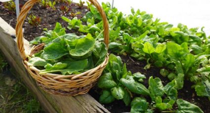 Los ingredientes que debes usar en el huerto para tener una cosecha próspera y abundante