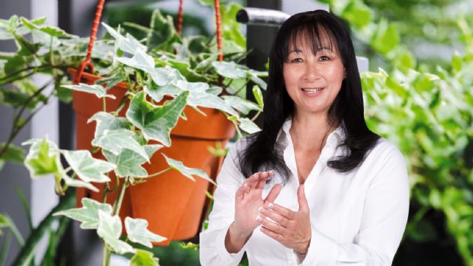 La planta milagrosa que elimina la humedad, purifica el aire y reduce el estrés