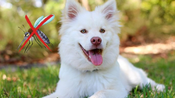 3 repelentes naturales para que los mosquitos no piquen a tu perro