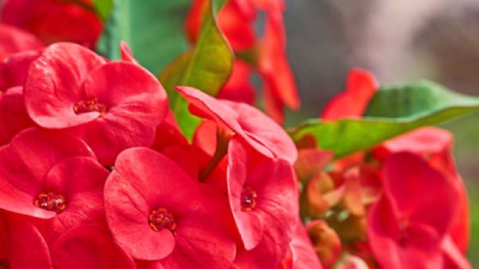 El secreto de jardinería para que tu Corona de Cristo estalle de flores en noviembre