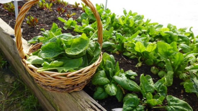 Los ingredientes que debes usar en el huerto para tener una cosecha próspera y abundante