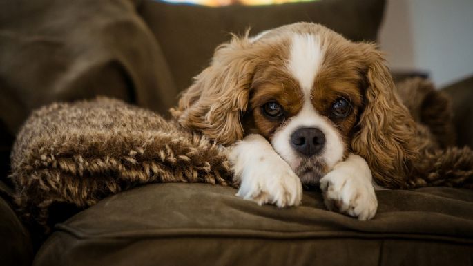 ¿Dejas a tu mascota sola? descubre el límite seguro para evitar problemas de comportamiento