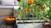 Foto ilustrativa de la nota titulada Las 3 plantas que debes cultivar en tu huerto durante noviembre para tener vegetales todo el 2025