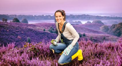 Los secretos de jardinería recomendados por expertos para que la lavanda estalle de flores en noviembre