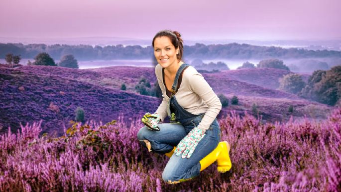 Los secretos de jardinería recomendados por expertos para que la lavanda estalle de flores en noviembre