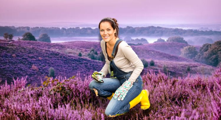 Los secretos de jardinería recomendados por expertos para que la lavanda estalle de flores en noviem