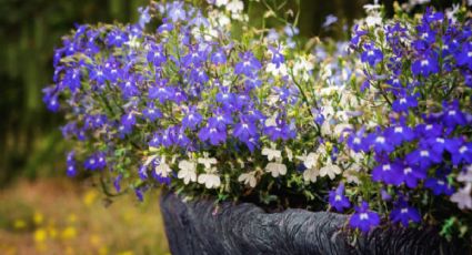 Las hermosas y coloridas plantas que florecen en noviembre y debes tener sí o sí en tu jardín