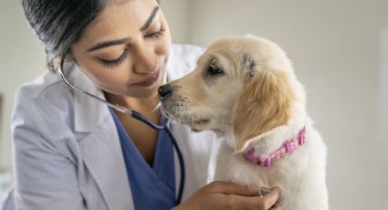 Atento a estas 10 señales: lo que tu mascota quiere decirte sobre su salud