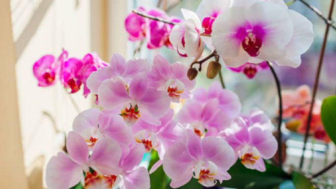 Trucazo para enraizar orquídeas y tener un jardín repleto de flores en 2025