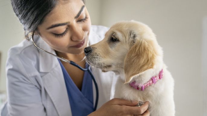 Atento a estas 10 señales: lo que tu mascota quiere decirte sobre su salud