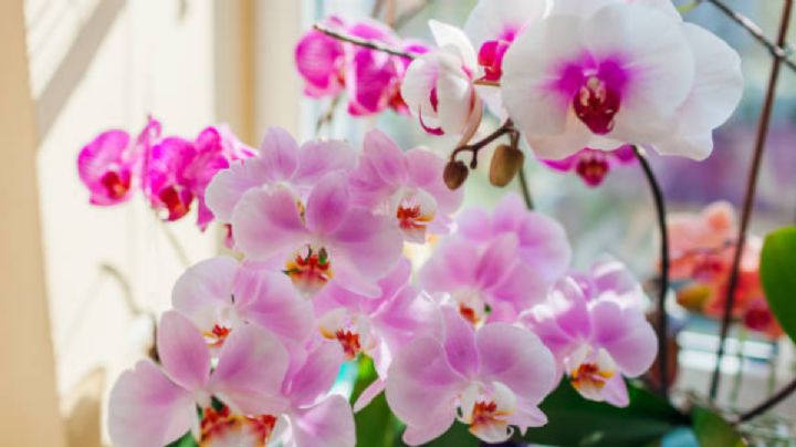 Trucazo para enraizar orquídeas y tener un jardín repleto de flores en 2025