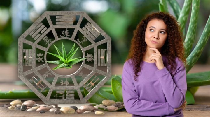 Dónde debes ubicar la planta de Aloe Vera en casa para que fluya la energía, según el Feng Shui