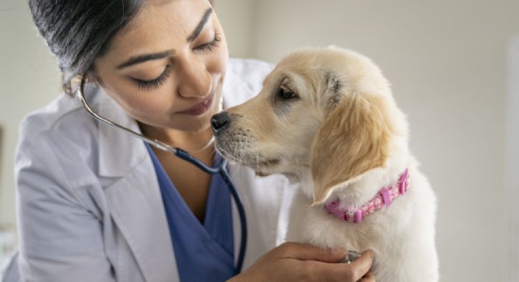 Atento a estas 10 señales: lo que tu mascota quiere decirte sobre su salud
