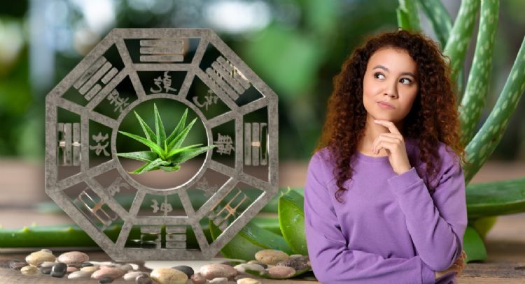 Dónde debes ubicar la planta de Aloe Vera en casa para que fluya la energía, según el Feng Shui