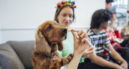 Los peligros de las comidas festivas para las mascotas: todo lo que hay que saber