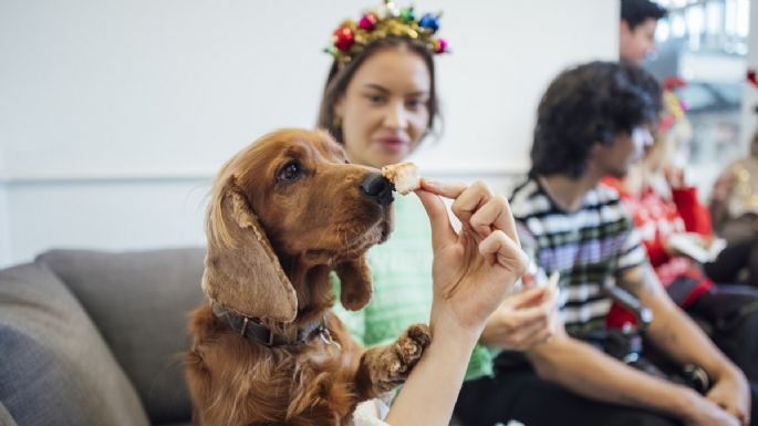 Los peligros de las comidas festivas para las mascotas: todo lo que hay que saber