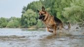 Foto ilustrativa de la nota titulada No todos los perros son iguales: cuánto ejercicio necesita tu mascota según su energía y temperamento