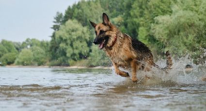 No todos los perros son iguales: cuánto ejercicio necesita tu mascota según su energía y temperamento