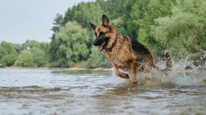 No todos los perros son iguales: cuánto ejercicio necesita tu mascota según su energía y temperamento