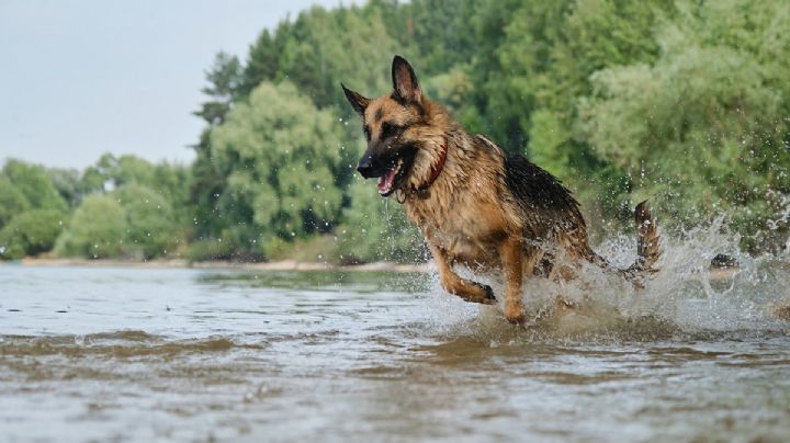 No todos los perros son iguales: cuánto ejercicio necesita tu mascota según su energía y temperamento