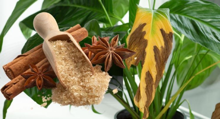 Cómo eliminar las hojas amarillas de tus plantas en solo 24 hs con solo 1 ingrediente de cocina