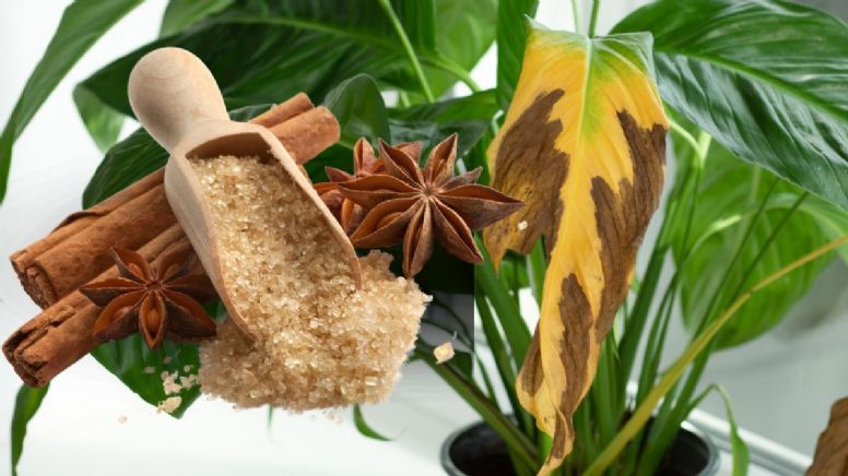 Cómo eliminar las hojas amarillas de tus plantas en solo 24 hs con solo 1 ingrediente de cocina