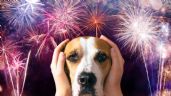Foto ilustrativa de la nota titulada Fiestas sin estrés para tu mascota: los consejos imprescindibles para estas celebraciones