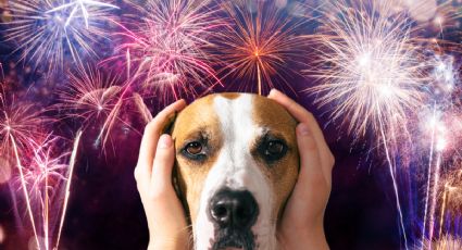 Fiestas sin estrés para tu mascota: los consejos imprescindibles para estas celebraciones