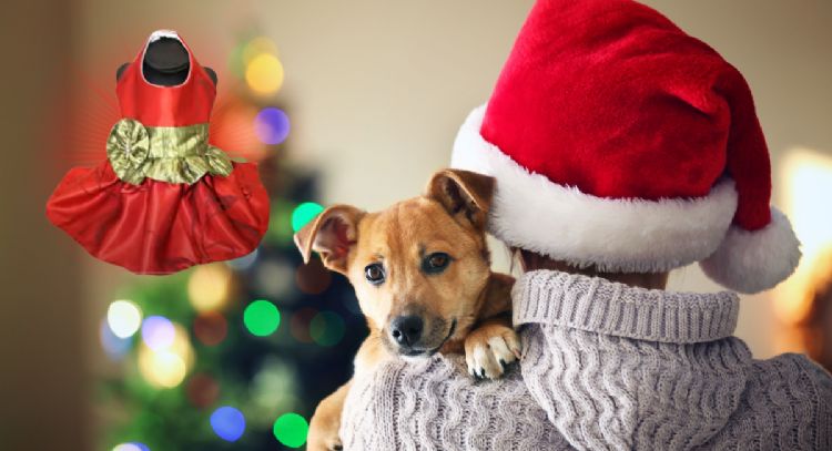Logra un look exclusivo para tu mascota con este DIY navideño paso a paso