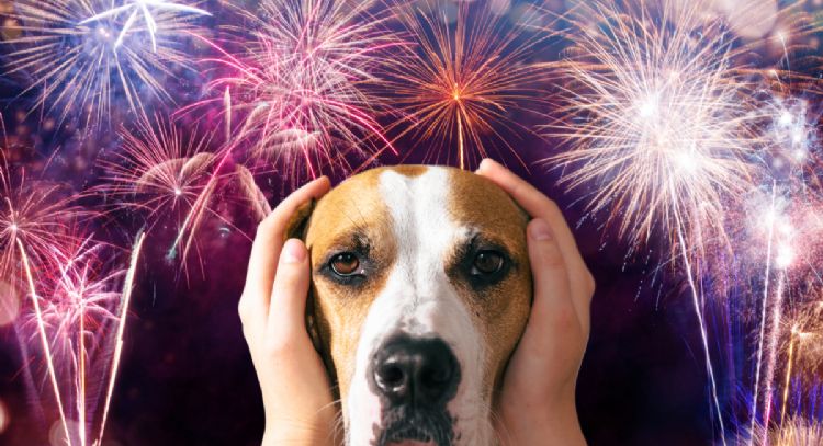 Fiestas sin estrés para tu mascota: los consejos imprescindibles para estas celebraciones