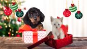 Foto ilustrativa de la nota titulada ¿Tu perro o gato ya tiene su regalo navideño? Los mejores regalos para tus mascotas en esta Navidad