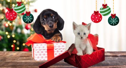 ¿Tu perro o gato ya tiene su regalo navideño? Los mejores regalos para tus mascotas en esta Navidad