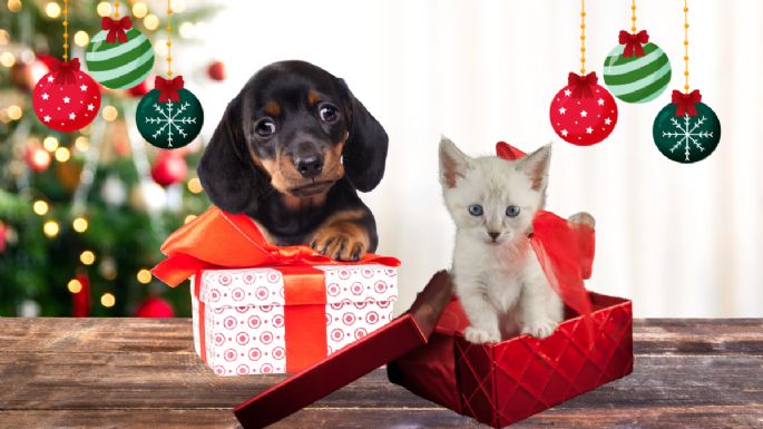 ¿Tu perro o gato ya tiene su regalo navideño? Los mejores regalos para tus mascotas en esta Navidad