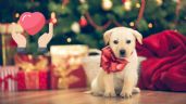 Foto ilustrativa de la nota titulada Navidad con responsabilidad: los consejos que todos deben conocer antes de regalar una mascota