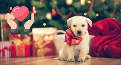 Navidad con responsabilidad: los consejos que todos deben conocer antes de regalar una mascota