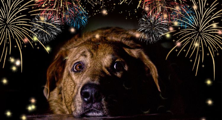 Llegó el momento: descubre cómo cuidar a tus mascotas en diciembre y evitar tragedias