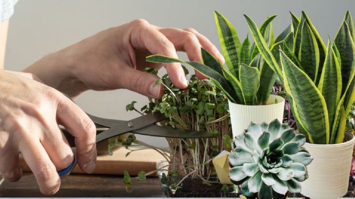 Estas son las 3 plantas que debes podar en diciembre antes que termine el 2024